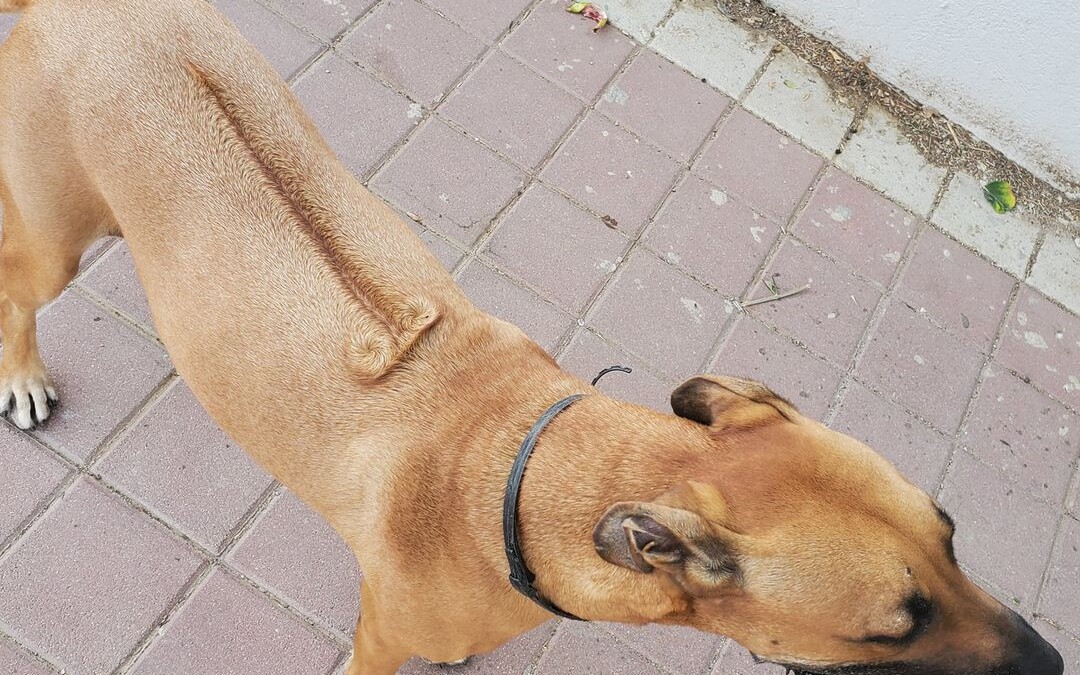 Про пса с х*ем на спине.