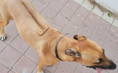 Про пса с х*ем на спине.