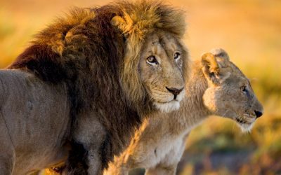 Под защитой женщин.