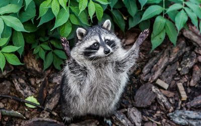 Разменять мечту о близости на отношения