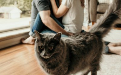 Почему владельцы кошек — эксперты в отношениях