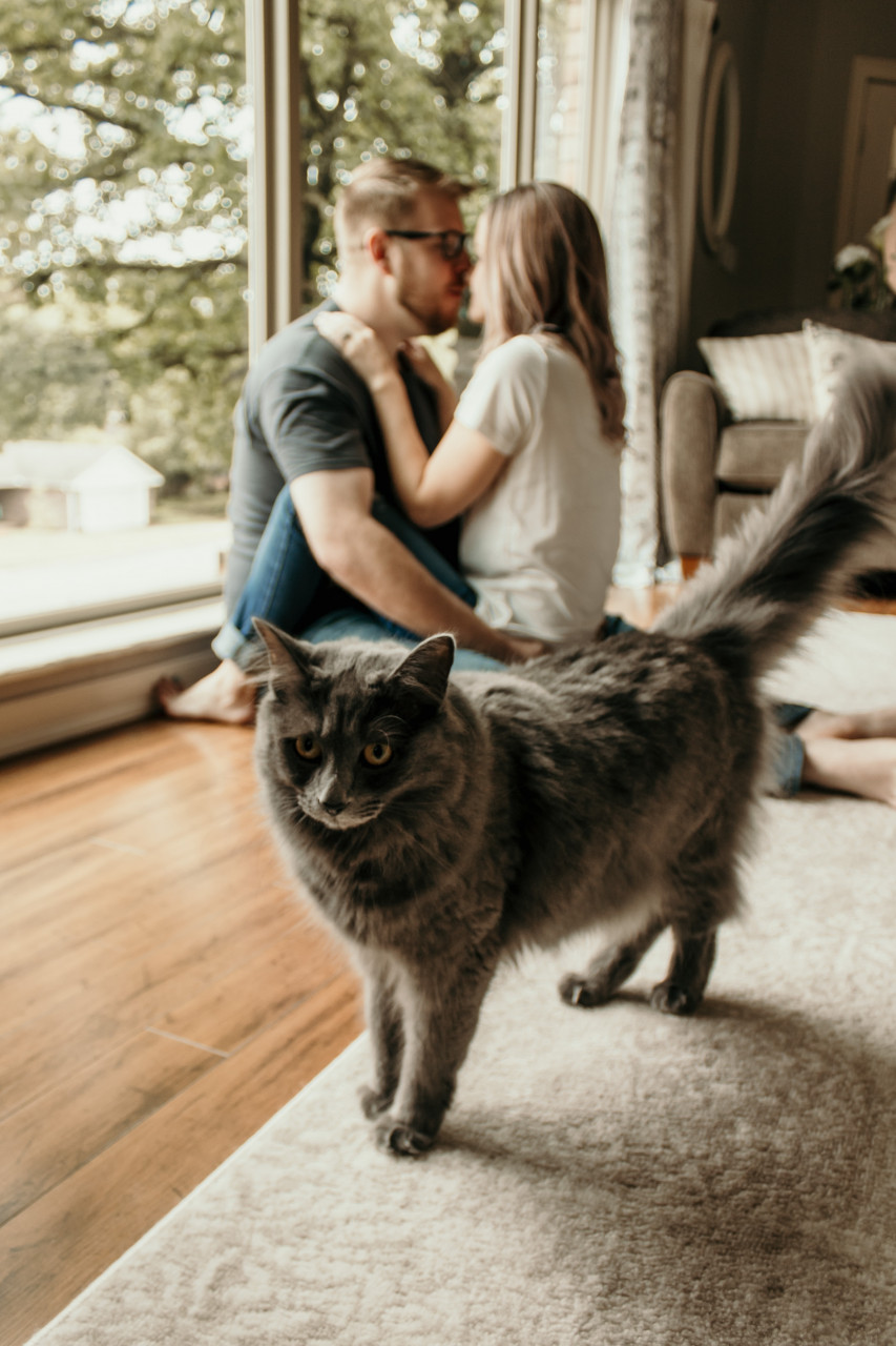 Владельцы кошек — эксперты в отношениях